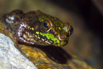 Frog rests at the edge of the water half in and out waiting for prey