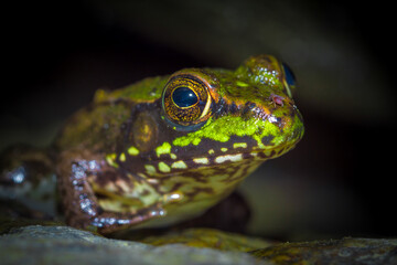 Frog rests at the edge of the water half in and out waiting for prey