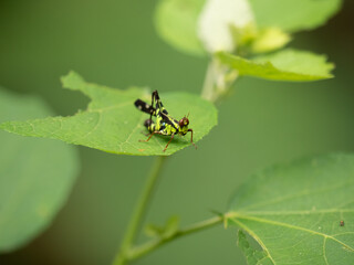 Close up picture of Green grasshopper with copy space and green background in Thailand. This type of insects is arthropod which can jumps to leaf and camouflage in a forest.