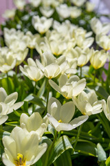 white orchids