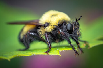 Close up detail of bee in the garden