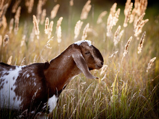 portrait of a goat on a farm with beautiful bokeh