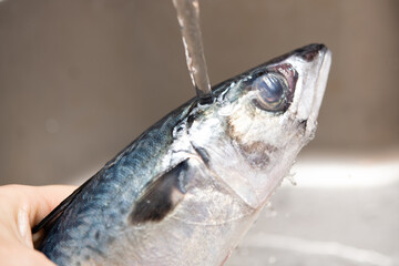 鯖に流水をかけて洗う