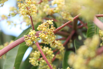 Close up young yellow mango flowers, red branch on mango tree