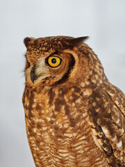 Portraits of owls at the bird show in Xativa, Spain