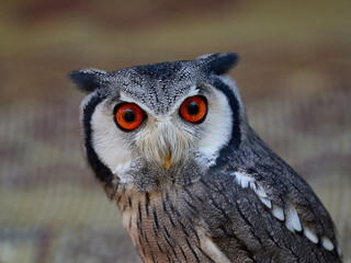 Portraits of owls at the bird show in Xativa, Spain