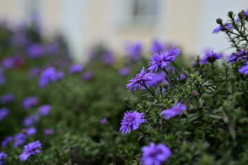 Naklejka premium Small purple flowers on a green bush
