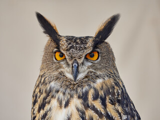Portraits of owls at the bird show in Xativa, Spain