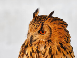 Portraits of owls at the bird show in Xativa, Spain
