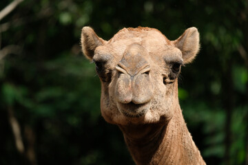 Close-up photo of camel face