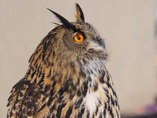 Portraits of owls at the bird show in Xativa, Spain