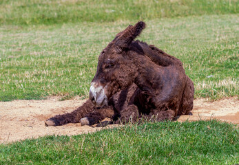 donkey on the ground