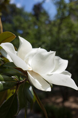 Fototapeta na wymiar Beautiful white magnolia flower close-up on a sunny day. Side view. Vertical image.