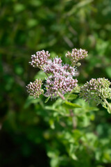 Hemp agrimony