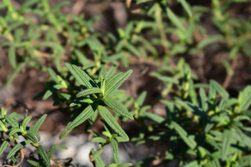Narrow-leaved cistus