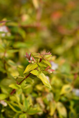 Abelia Kaleidoscope