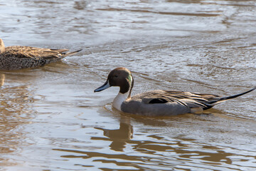 Wild Duck; Anas Platyrhynchos; Mallard
