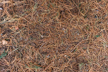 Horizontal Texture of some brown spruce needles on the ground.