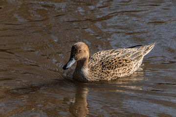 Wild Duck; Anas Platyrhynchos; Mallard