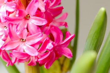 Close-up of a pink blooming hyacinth with green leaves, hyacinthus orientalis. Spring flowers. 
