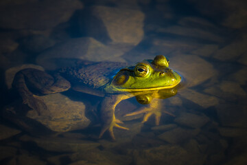 Frog rests at the edge of the water half in and out waiting for prey