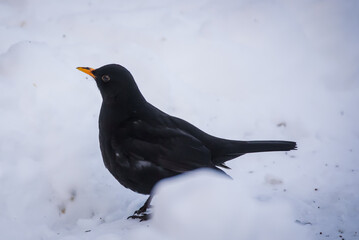 Selective focus photo. Blackbird. Turdus merula.