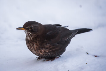 Selective focus photo. Blackbird. Turdus merula.
