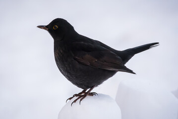 Selective focus photo. Blackbird. Turdus merula.