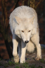 Naklejka na ściany i meble White Hudson Bay wolf (Canis lupus hudsonicus) beautiful view
