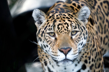 portrait of Jaguar (Panthera Onca) in natural habitat