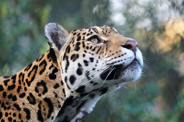 portrait of Jaguar (Panthera Onca) in natural habitat © Edwin Butter