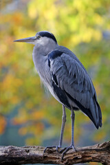 Grey heron bird in natural habitat