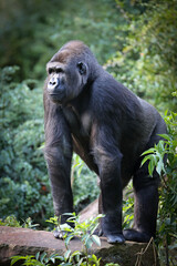 Closeup of Western Lowland Gorilla