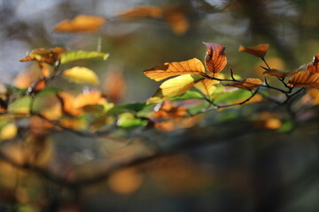 autumn leaves in the park