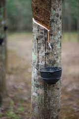 Rubber Latex extracted from rubber tree or Hevea Brasiliensis