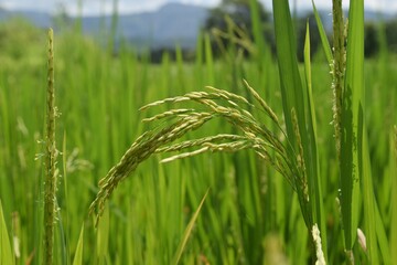 Rice is one of the chief grains of India.