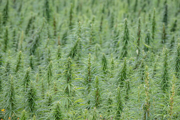 Marijuana fields in Ontario