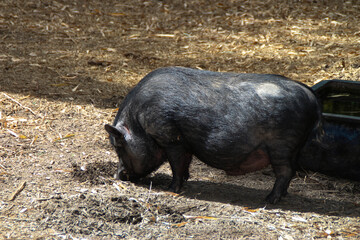 Cochon noir à la bambouseraie d'Anduze