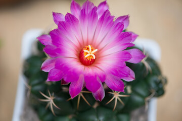 Pink flower of Coryphantha elephantidens cactus in pot