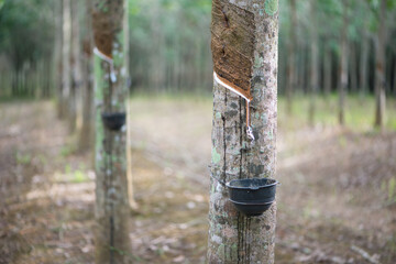 Rubber Latex extracted from rubber tree or Hevea Brasiliensis