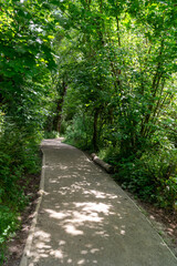 path in the forest