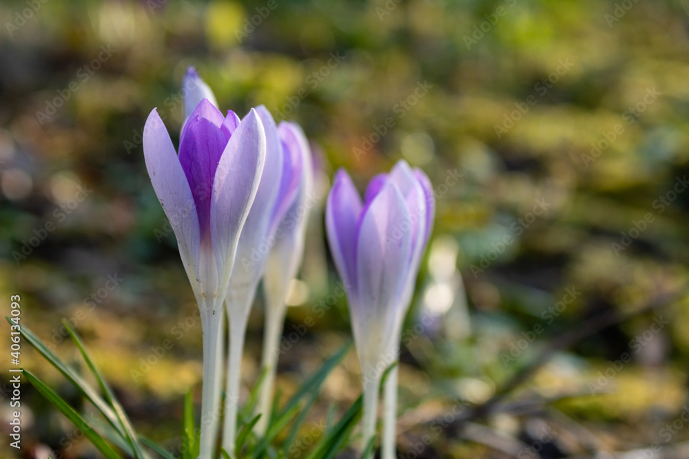 Wall mural Crocus flowers against green bokeh background. First flowers in early spring 