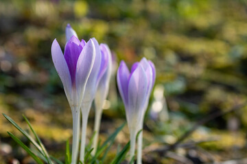 Fototapeta premium Crocus flowers against green bokeh background. First flowers in early spring 