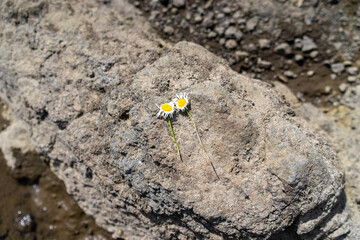 flower on the sand