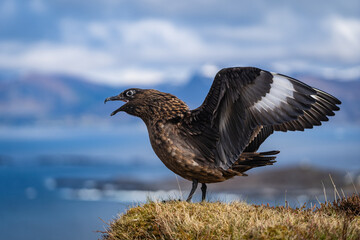 seabird stretching it's wings