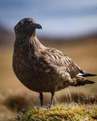 seabird by the coast 