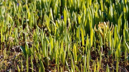 Close up of green grass growing on field. new beginning