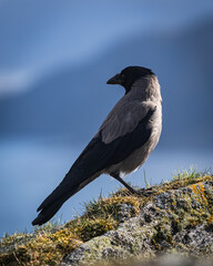 crow on a rock