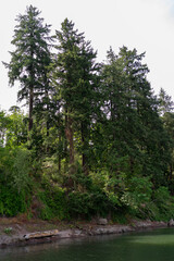 Fototapeta na wymiar pine tree forest
