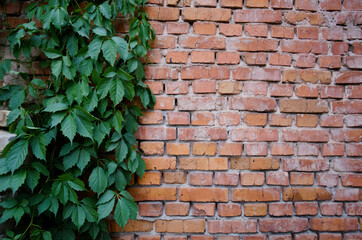 Green leaves of ivy plant on brick wall